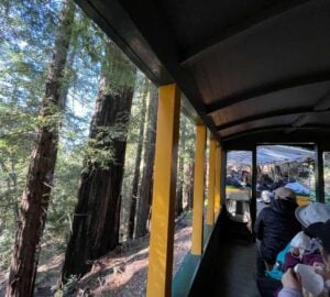 A view of passengers on an open-air train as it rolls through a redwood forest.
