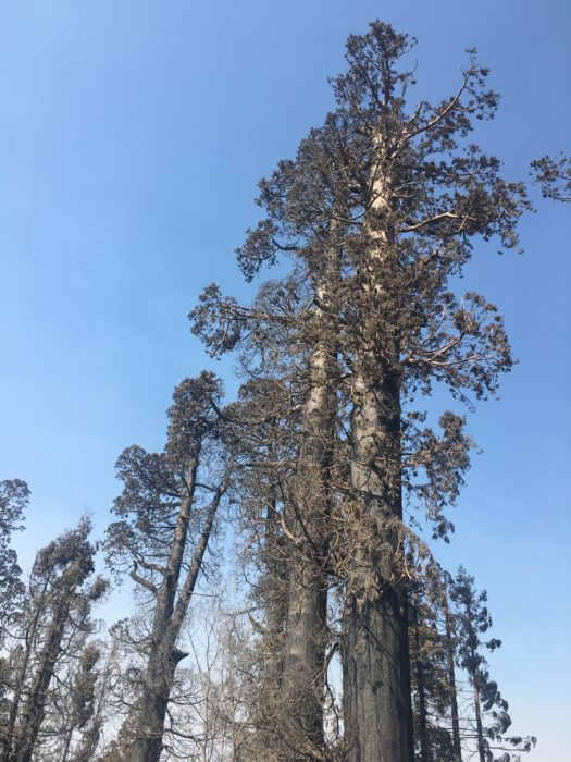 dead trees at Alder