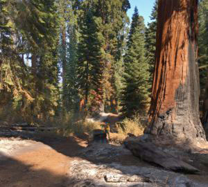 Surveying fire impacts at Alder Creek