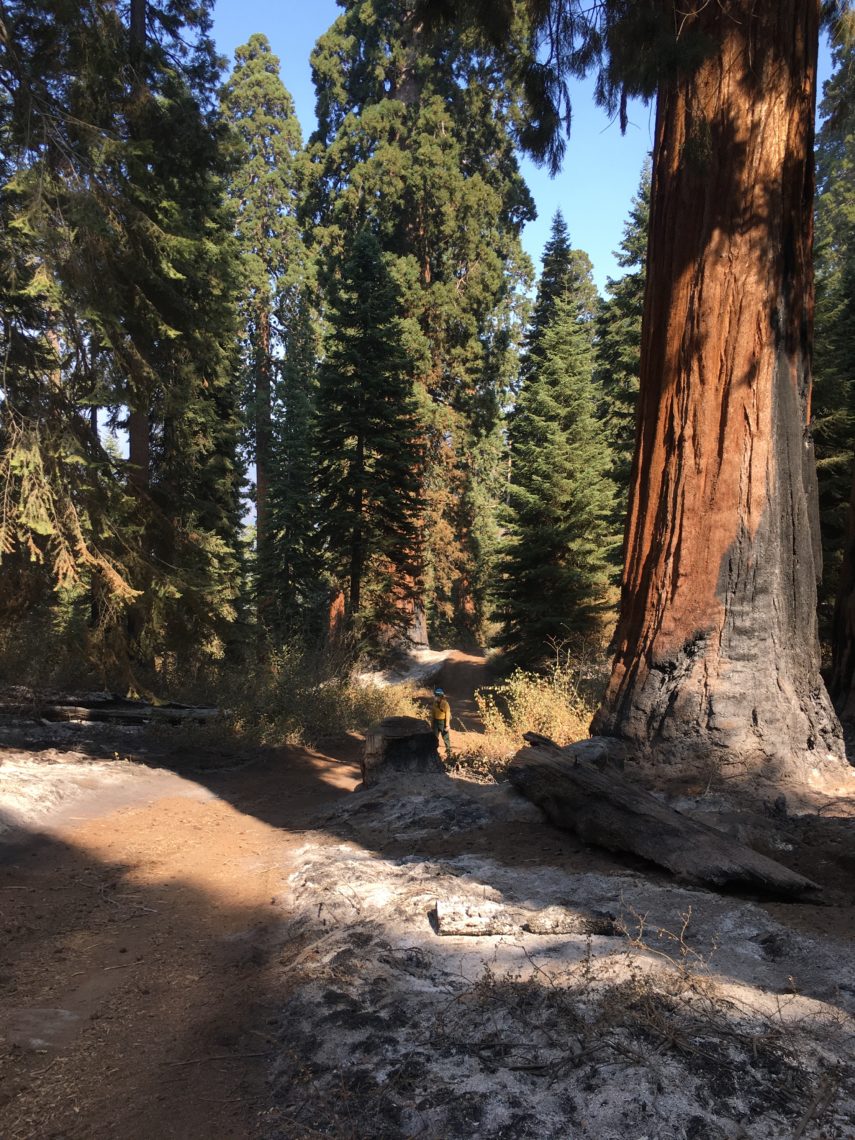 Update from Alder Creek | Save the Redwoods League