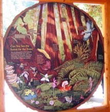 In April 2016, the League installed an interpretive panel explaining redwood forest plants, animals and tree rings and welcoming visitors to the Pfeiffer Falls Trail.