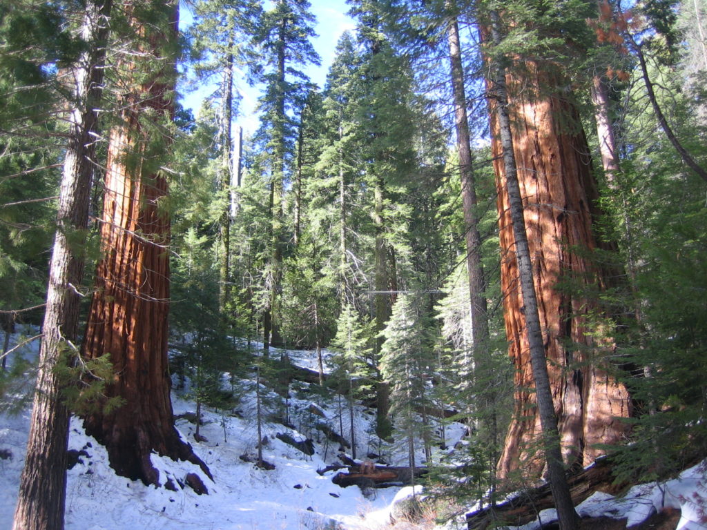 Redwoods in winter
