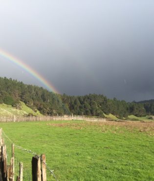 The redwood forest meets grassland at Stewarts Point.