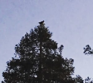 A Great Horned Owl enjoys the early morning view from a coast redwood treetop near Wildcat Canyon.