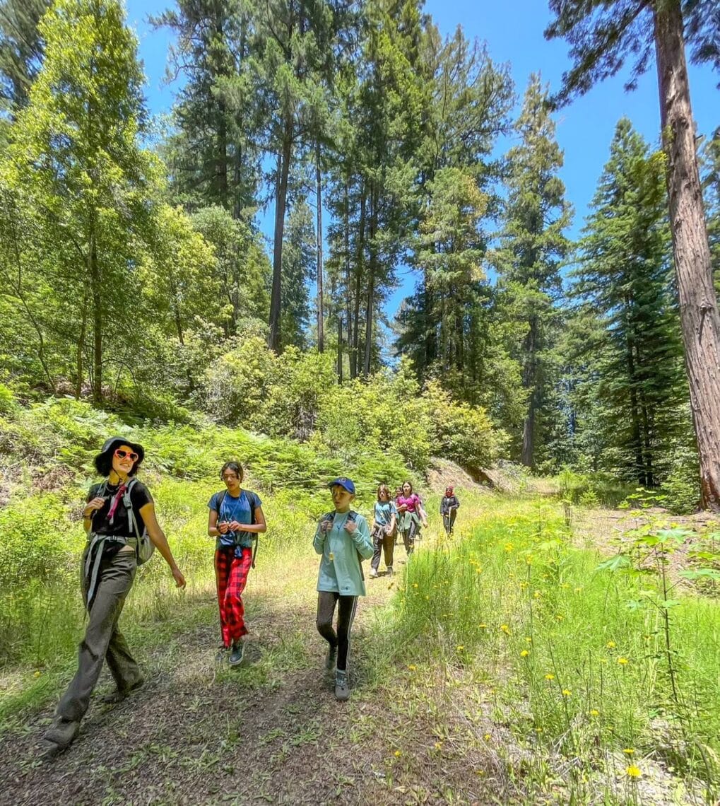 Several people walk on a trail through redwood forest on a sunny day