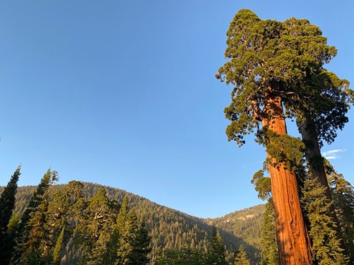 Giant sequoia in the foreground with a forested mountain landscape in the background.