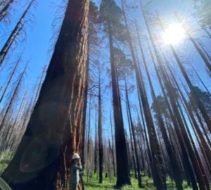 A woman stands next to a giant sequoia tree among burned giant sequoia, with the sun shining.