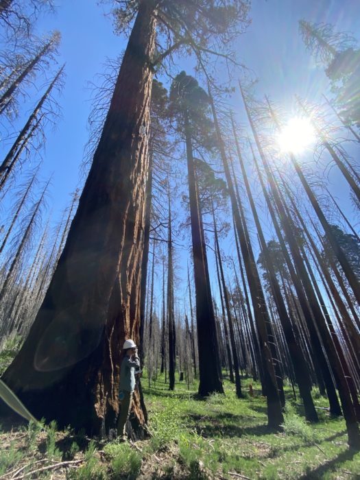 A woman stands next to a giant sequoia tree among burned giant sequoia, with the sun shining.