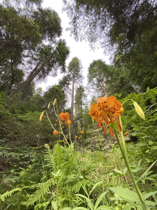 Tiger lilies in the foreground in a giant sequoia forest.