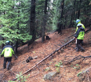 Thinning work in the redwoods