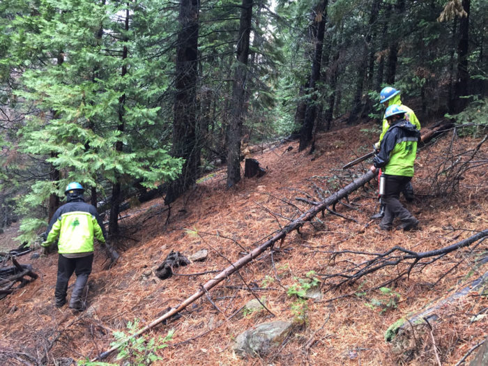 Thinning work in the redwoods