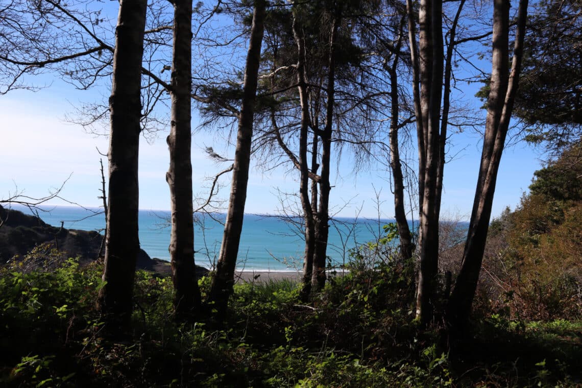 Silhouetted trees with blue ocean in the background