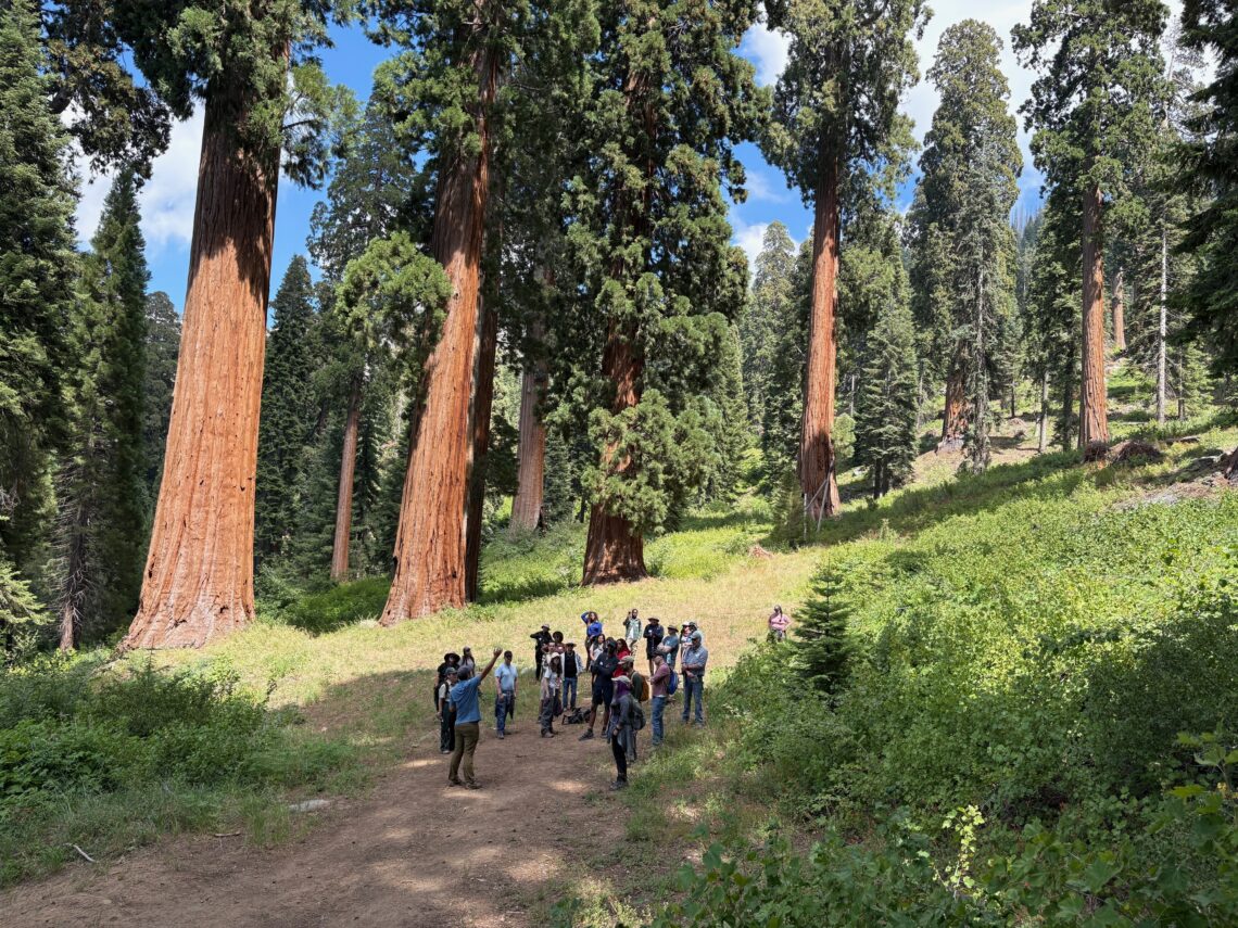 A group of people stand on a hiking trail with giant sequoia trees in the background