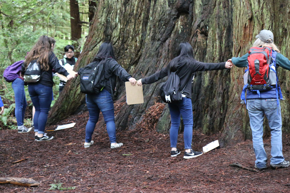 Students holding hand around a redwood tree