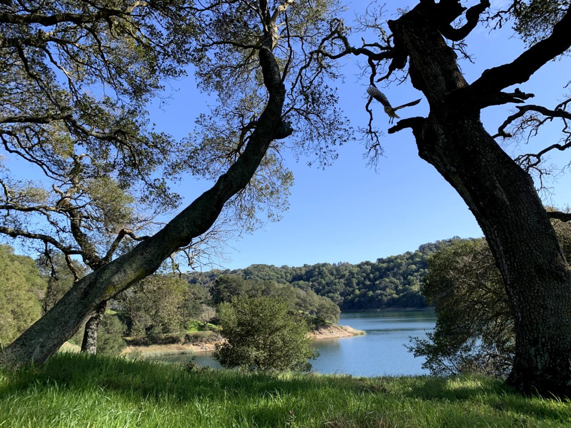 A view of a reservoir surrounded by forested mountains and a blue sky, framed by branches of an oak tree, with an owl flying through.