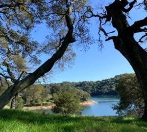 A view of a reservoir surrounded by forested mountains and a blue sky, framed by branches of an oak tree, with an owl flying through.
