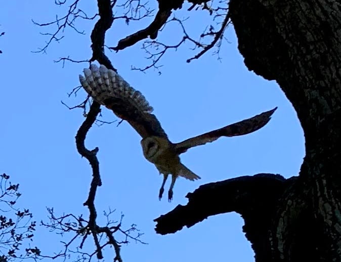 Close-up of a barn own in flight between the branches of an oak tree