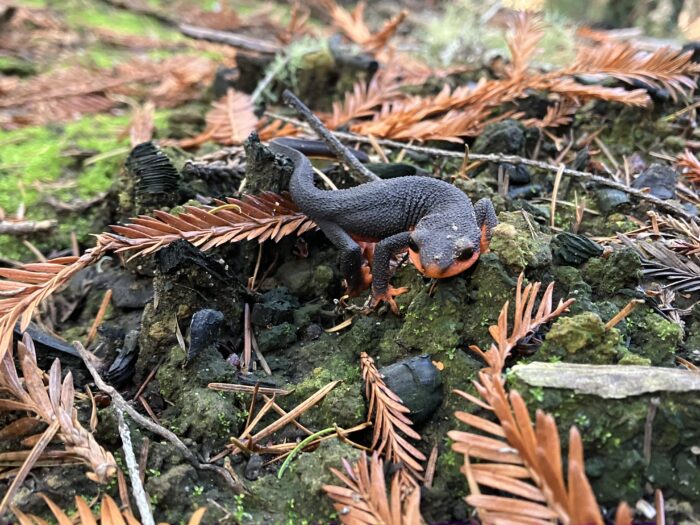 A red-bellied newt crawls over fallen redwood leaves and mossy rocks.