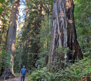 Man standing next to a giant redwood tree