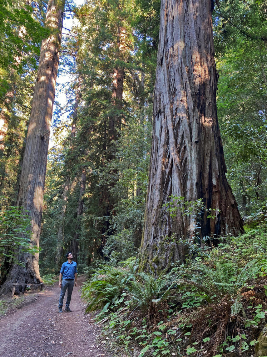 Man standing next to a giant redwood tree