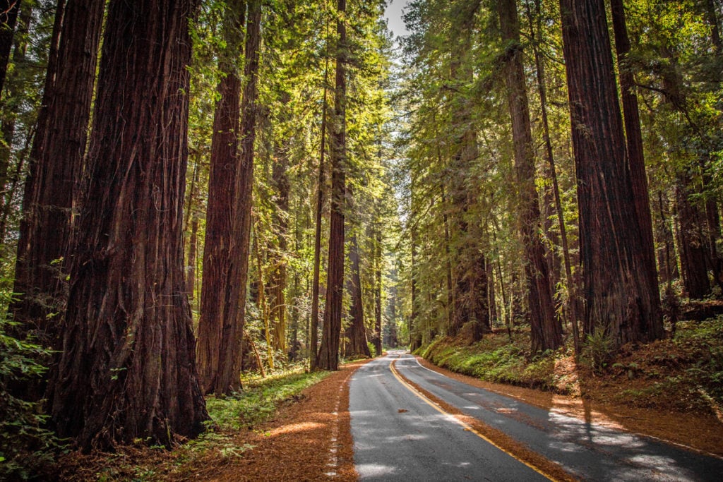 Giant redwoods line a two-lane road.
