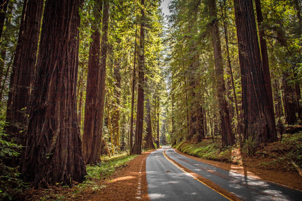 Giant redwoods line a two-lane road.