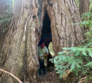 Uniting to protect sacred redwoods
