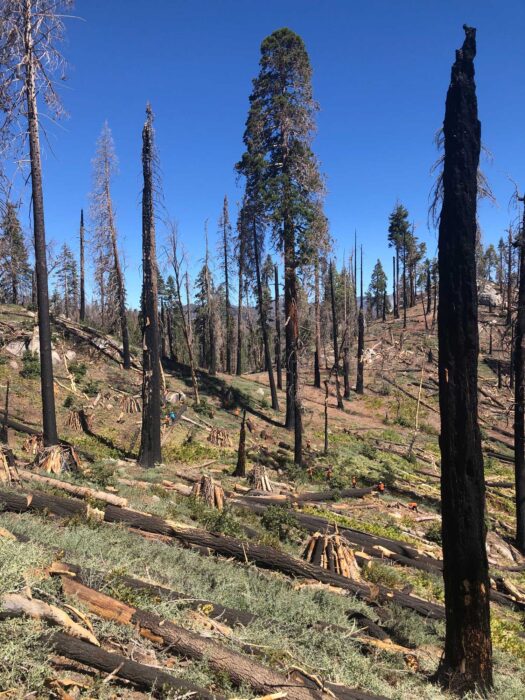 burn site at Packsaddle Grove after the Windy Fire