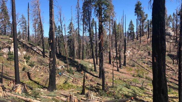 burn site at Packsaddle Grove after the Windy Fire