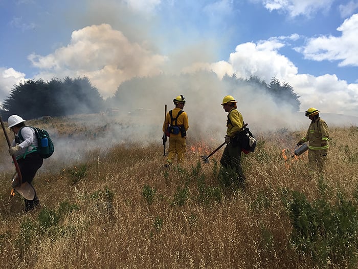 The team carries out the controlled burn using drip torches, lighting the prairie grasses and reducing the spread of Medusa head, a non-native plant.