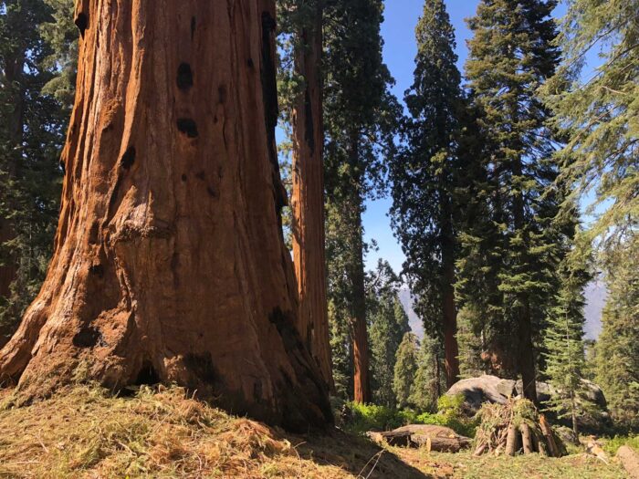 Giant sequoia tree