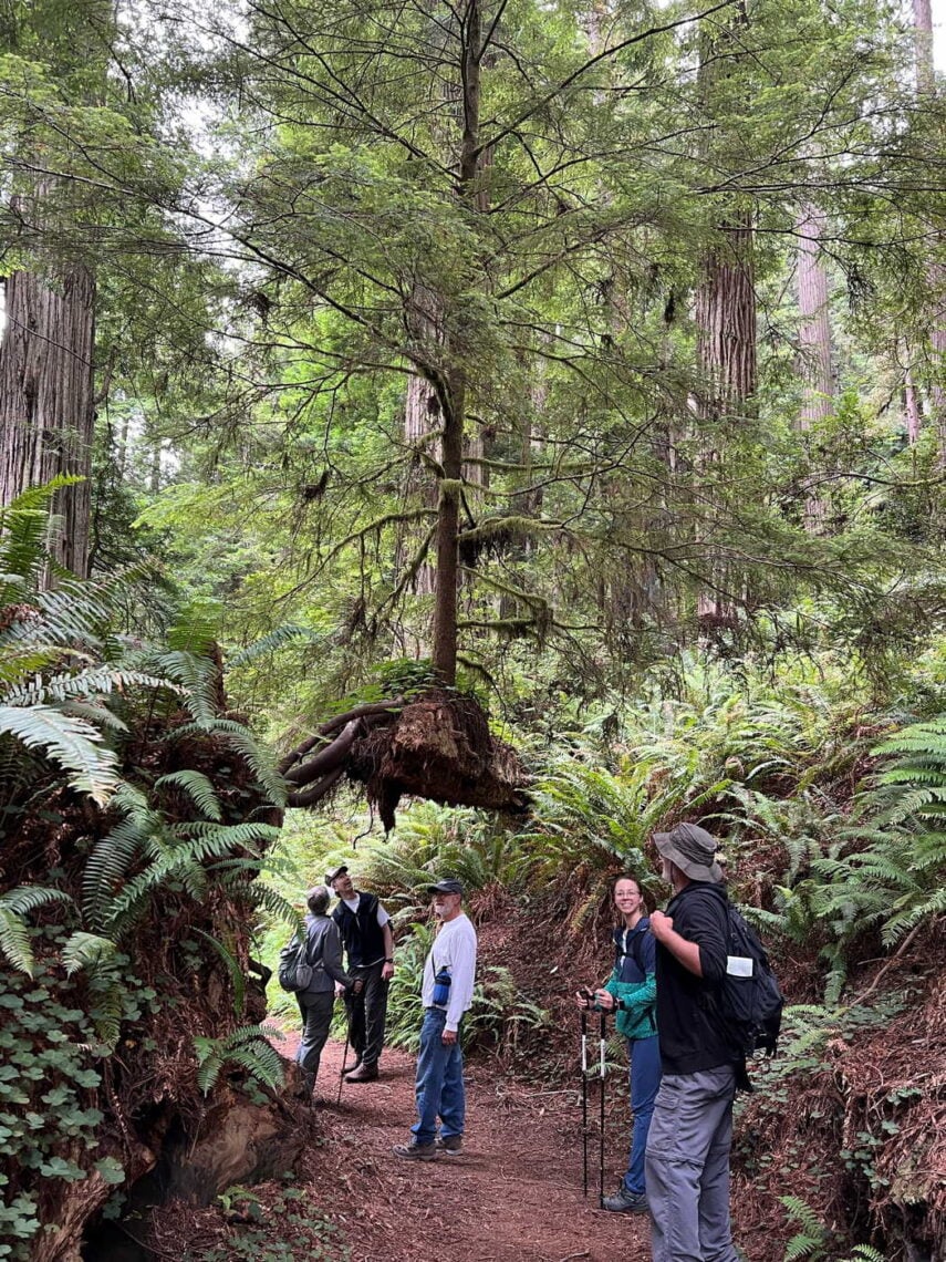 Five people stand under and in front of a tree growing in mid-air in a lush redwood forest