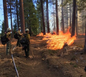 Three people testing burn in forest
