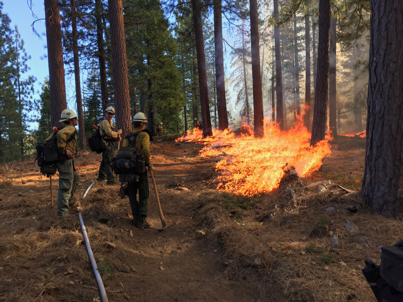 Three people testing burn in forest