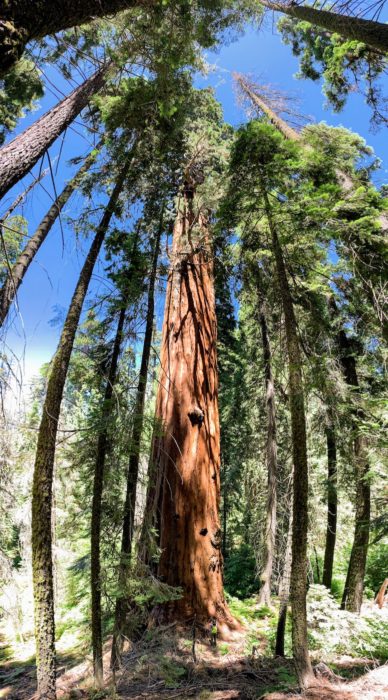 A large giant sequoia tree stands among other trees, with a person at the base of the sequoia