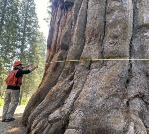A forester winds a tape measure around the base of a massive tree trunk.