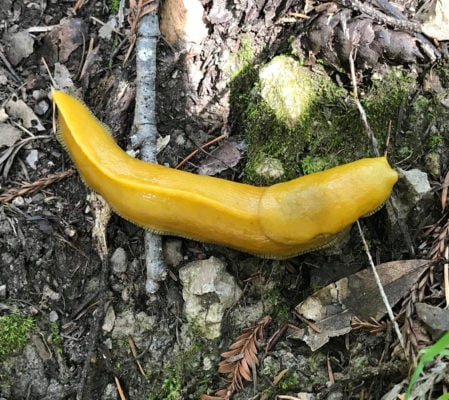 Banana slug at Portola Redwoods State Park. Photo by Rolando Cohen