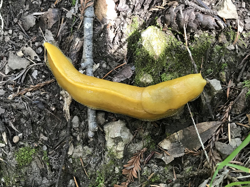 Banana slug at Portola Redwoods State Park. Photo by Rolando Cohen