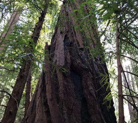 Beautiful redwoods at Portola Redwoods State Park. Photo by Rolando Cohen