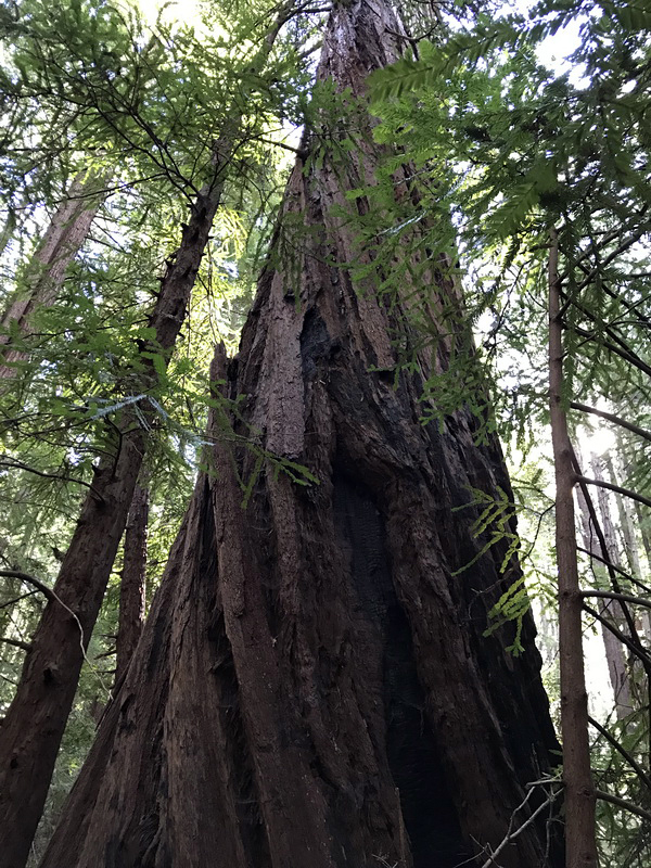 Beautiful redwoods at Portola Redwoods State Park. Photo by Rolando Cohen