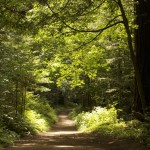 Enjoy summer’s sun-dappled trails, like this one in Purisima Creek Redwoods Open Space Preserve. Photo by Julie Martin