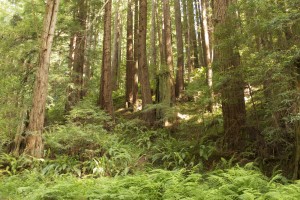 You don't have to go far for great hikes and beautiful redwoods, like these in Purisima Creek Redwoods OSP. Photo by Julie Martin.