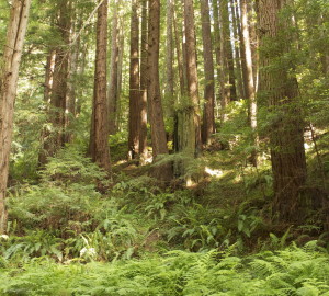 You don't have to go far for great hikes and beautiful redwoods, like these in Purisima Creek Redwoods OSP. Photo by Julie Martin.