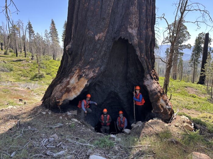 Four forestry workers sit in the hollow of a giant sequoia.