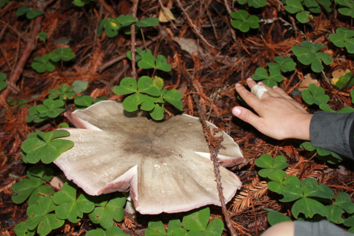 redwood mushroom