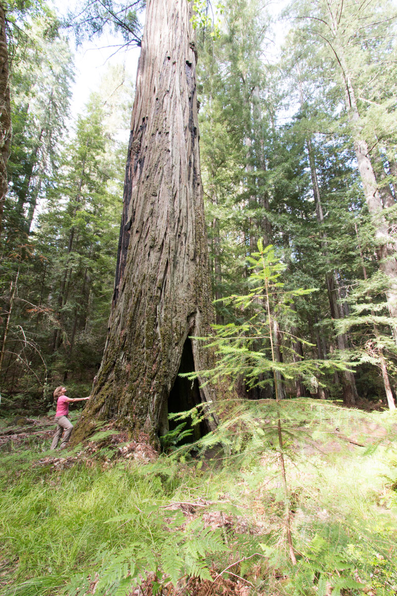 LWCF dollars enable us to protect Mailliard Ranch and other forests. Photo by John Birchard