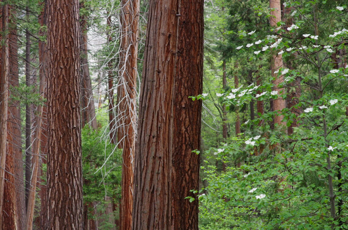 Flowering dogwood in a forest of tall incense cedar trees that resemble redwoods.