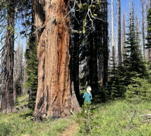 A person on a hiking trail gazes up at a tree with an enormous reddish trunk