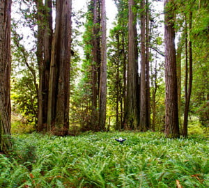 Prairie Creek Redwoods State Park. Photo by Jon Parmentier
