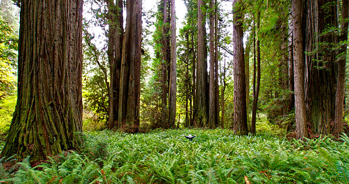 Prairie Creek Redwoods State Park. Photo by Jon Parmentier